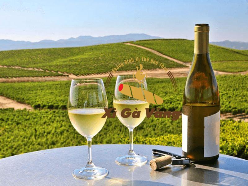 Uống lượng rượu vang phù hợp giúp tăng cường hệ miễn dịch trong cơ thể